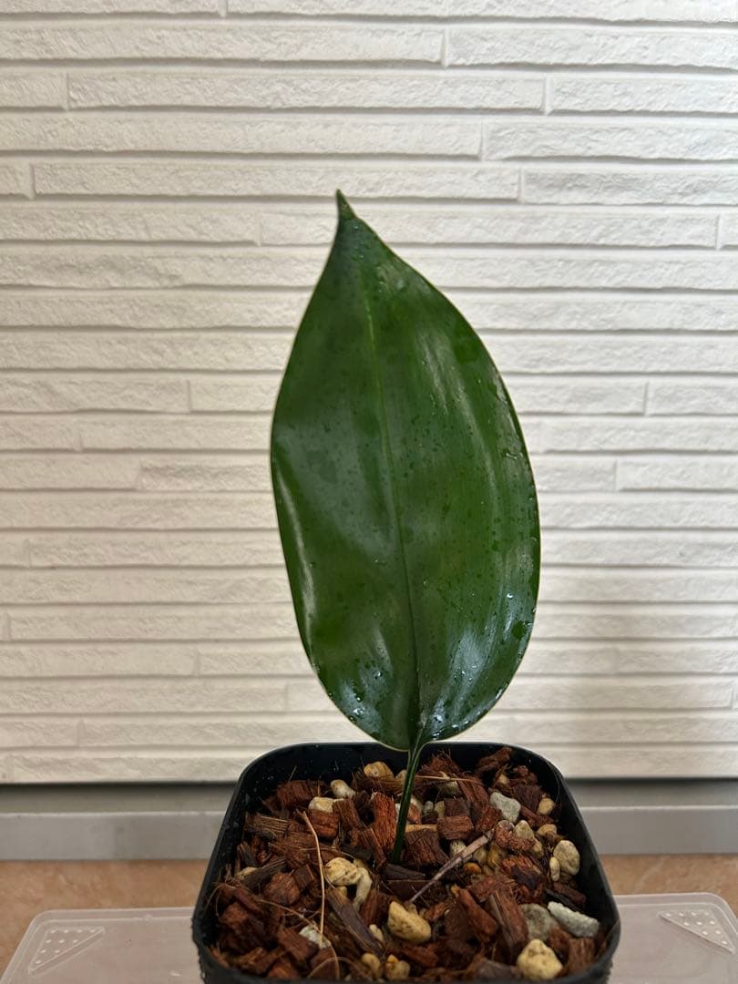 ASPIDISTRA BABENSIS 'BLACK LEAF' - メルカリ
