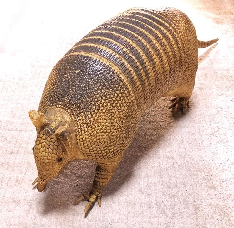 【 ココノオビアルマジロ剥製 】　合法品　完全体（一部修復）　木台付 ココノオビアルマジロ剥製 】 合法品 完全体（一部修復） 木台付