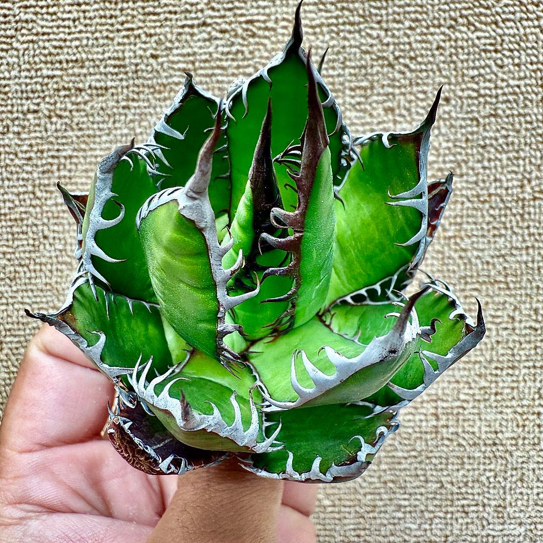 ZZ_plants】K352アガベ ホリダ horrida 極上強棘 狂刺 - メルカリ