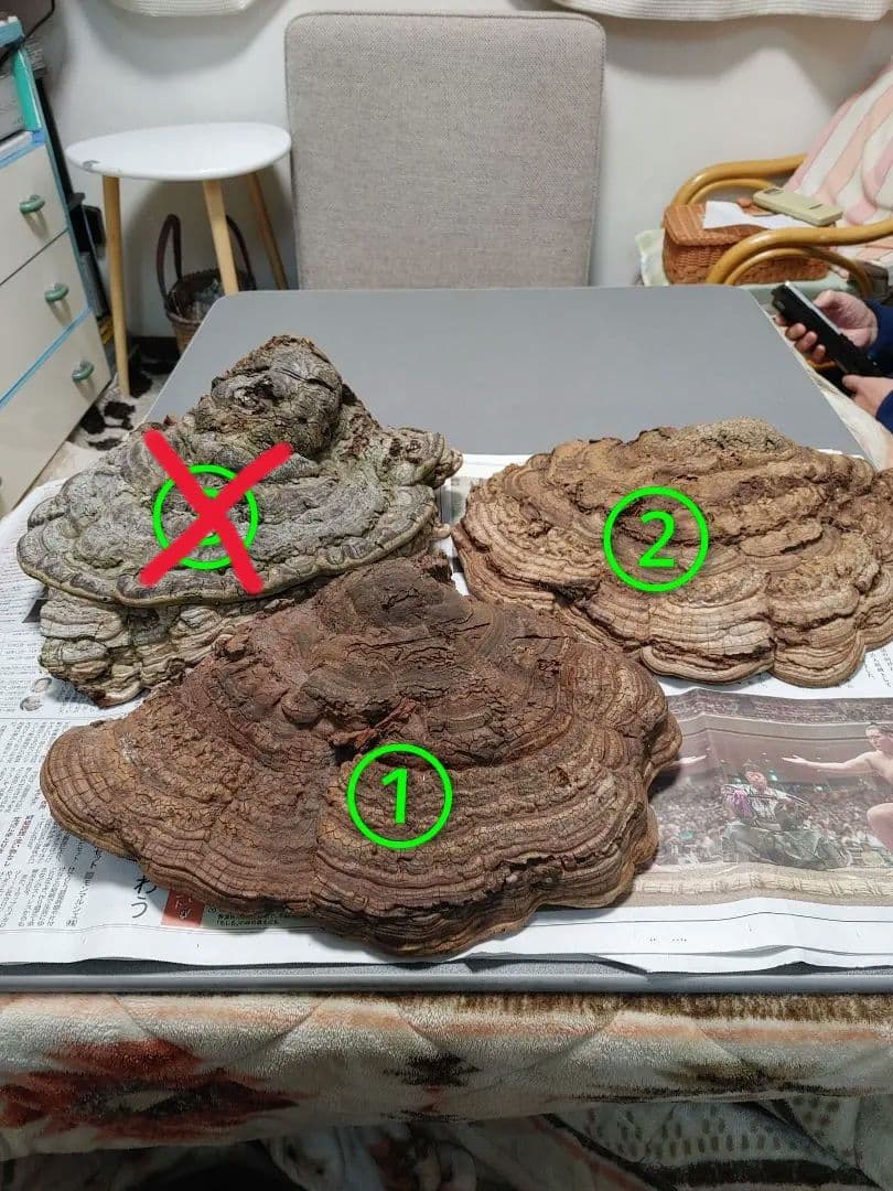 サルノコシカケ　天然物　大きいです。３個まとめて　漢方　インテリア バイキセイ/サルノコシカケ/刻み/500g/大晃生薬/国産】きのこ/ばいき