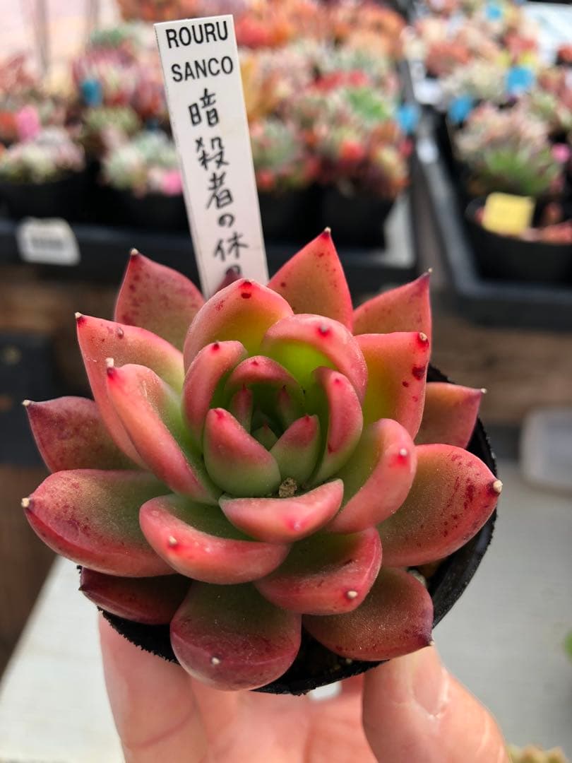 多肉植物 ロウルサンコ苗♡抜き苗セット - メルカリ