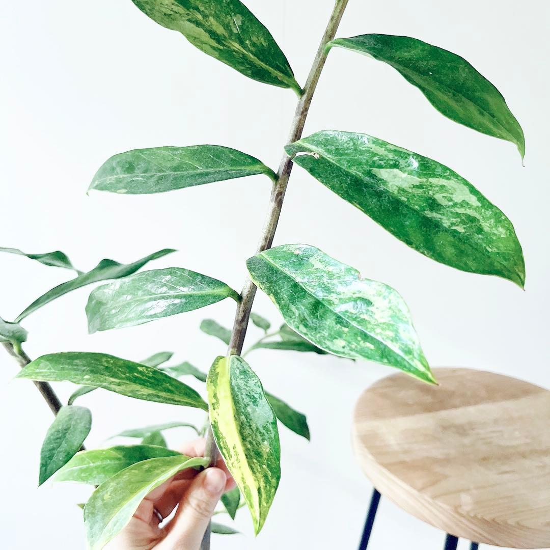 《希少》ザミオクルカス 斑入り セメントポット仕立て 観葉植物