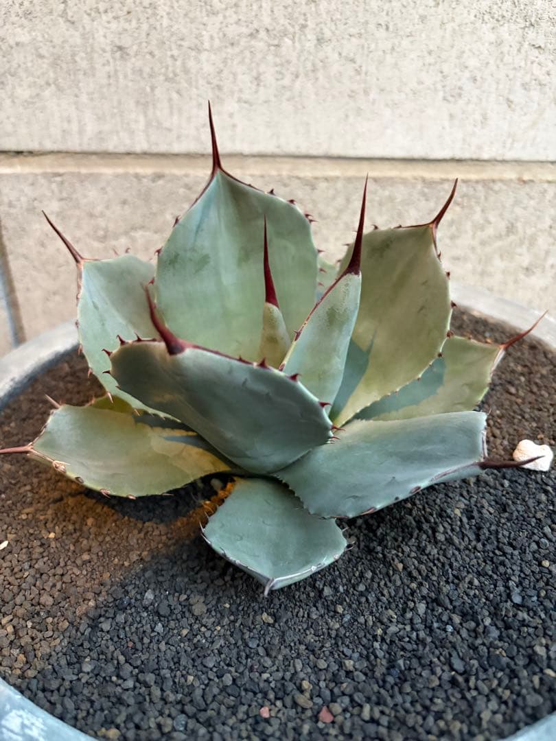 アガベ　パリー　トランカータ アガベ・パリー トランカータ｜Agave parryi var. truncata | DESERT INC.