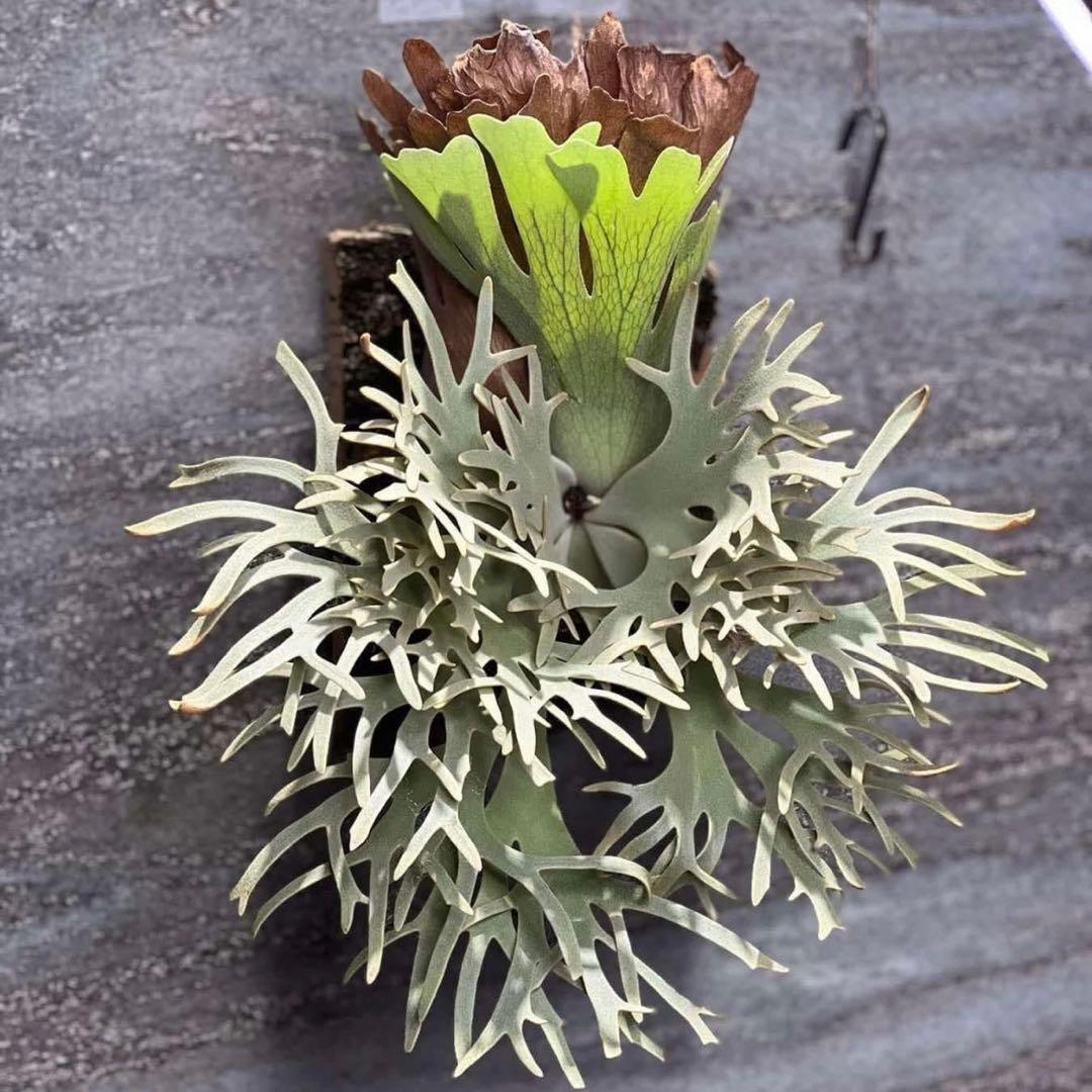P.Willinckii Grace X P.Willinckii Totoro - メルカリ