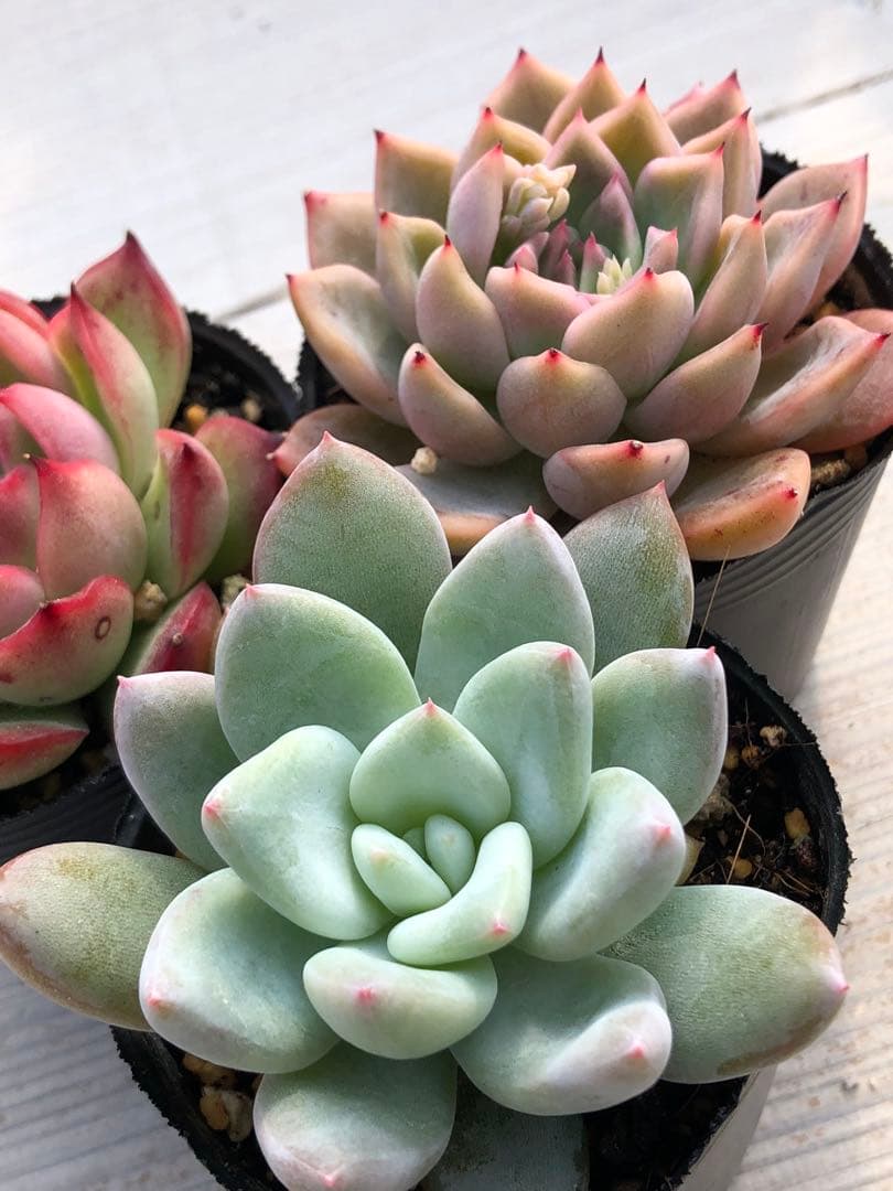 多肉植物 ロウルサンコ苗♡抜き苗セット - メルカリ