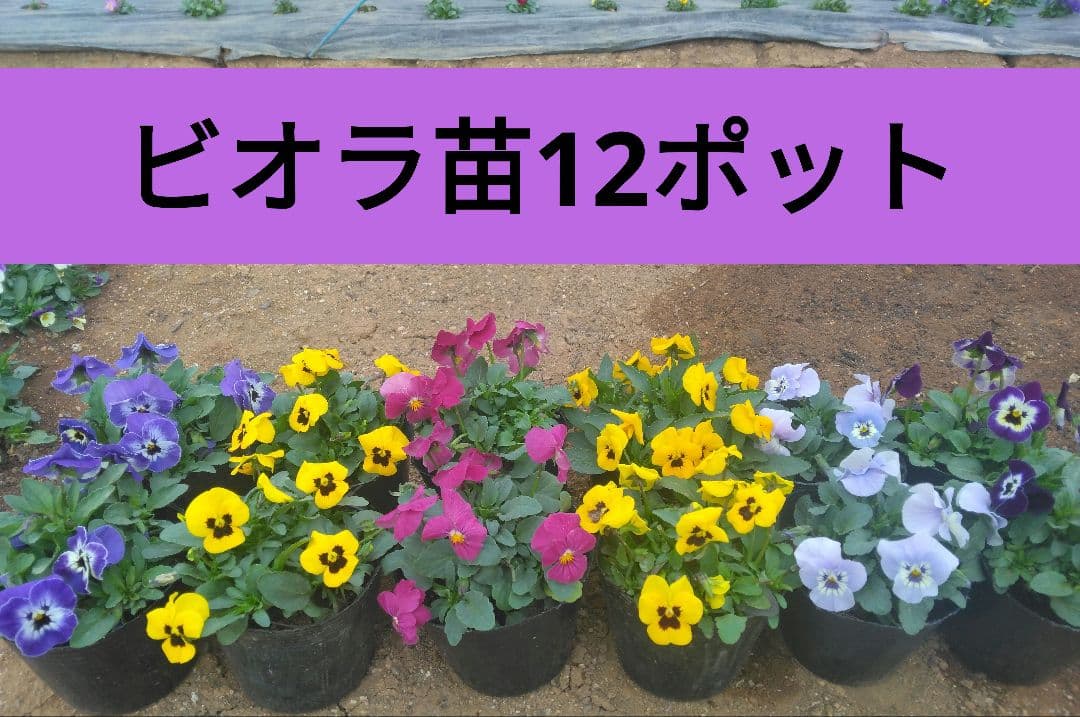 ビオラ苗12ポット 5種類 - メルカリ