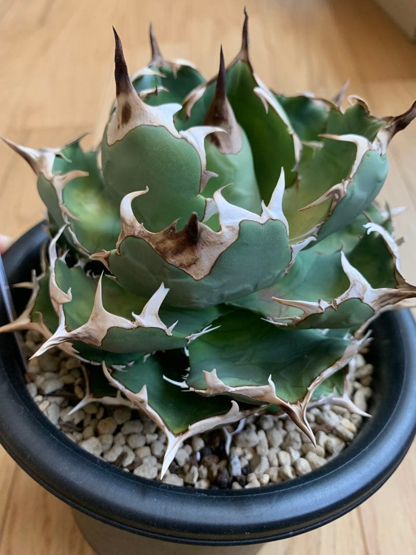 イラン株　angryheart アガベ チタノタ アングリーハート イラン産 中株 - 観葉植物・生花