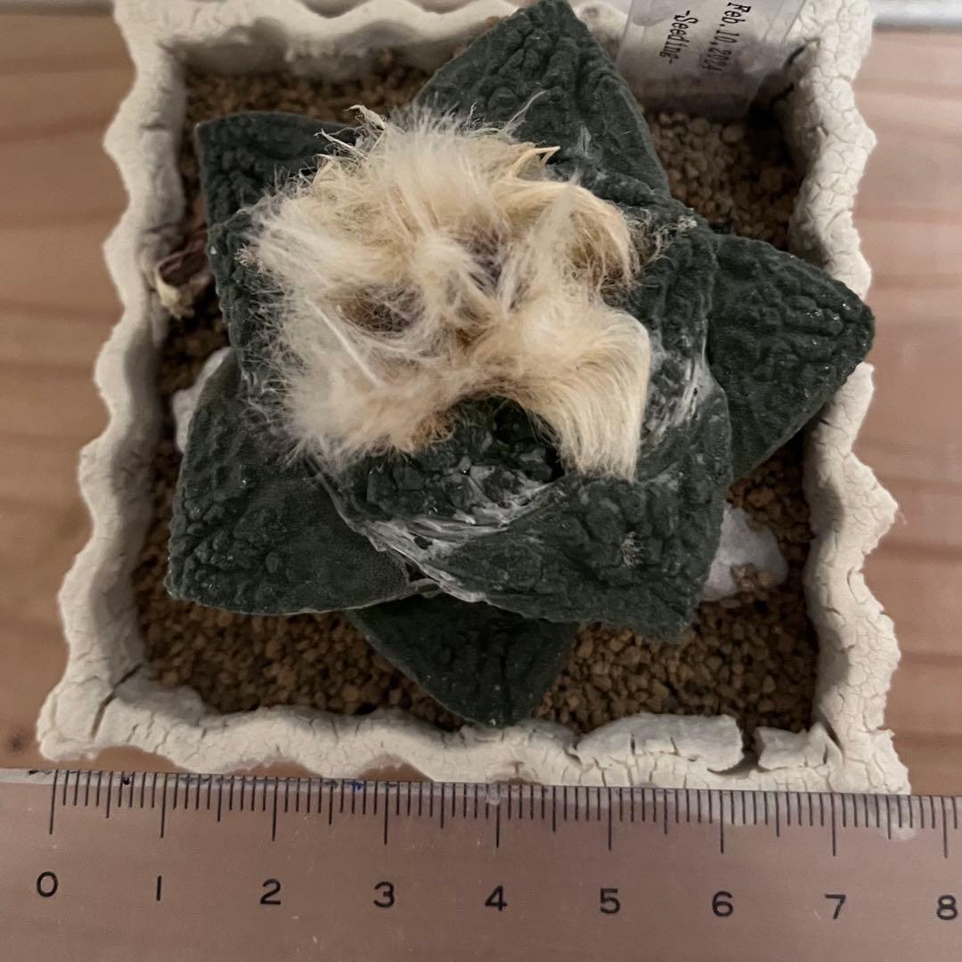 アリオカルプス ゴジラ 実生 自根 7cm シマムラ園芸 亀甲牡丹 礎礎