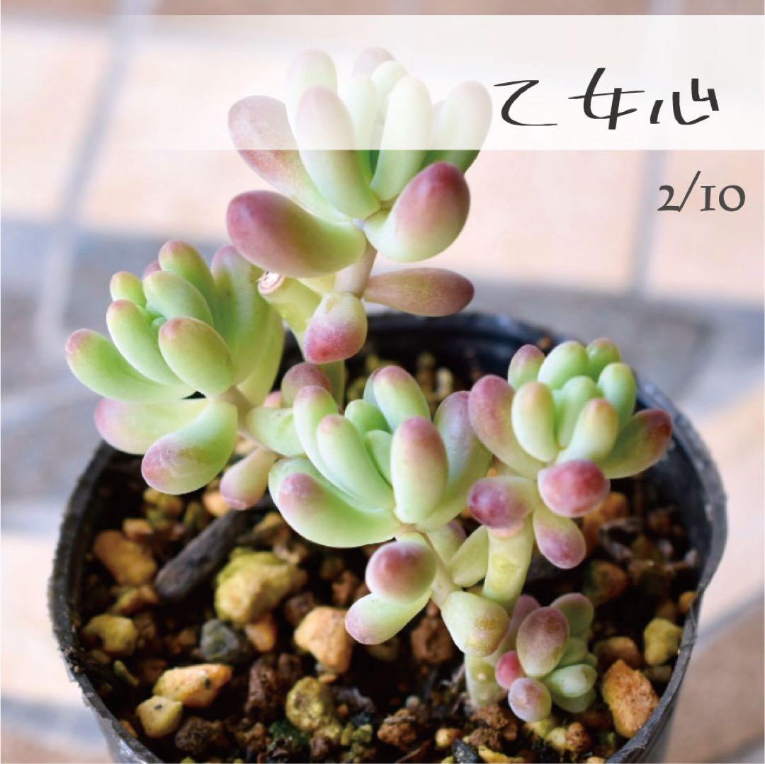 多肉植物【乙女心】セダム ポットごと or 抜き苗 6㎝ポット - メルカリ