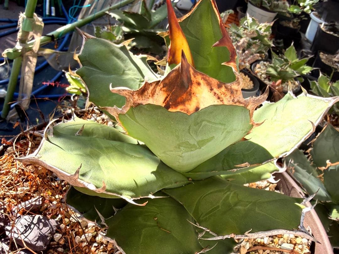Agave titanota kelly clone 白犀牛　大株　抜き苗発送 Agave titanota kelly clone これはケリークローンで入手した株