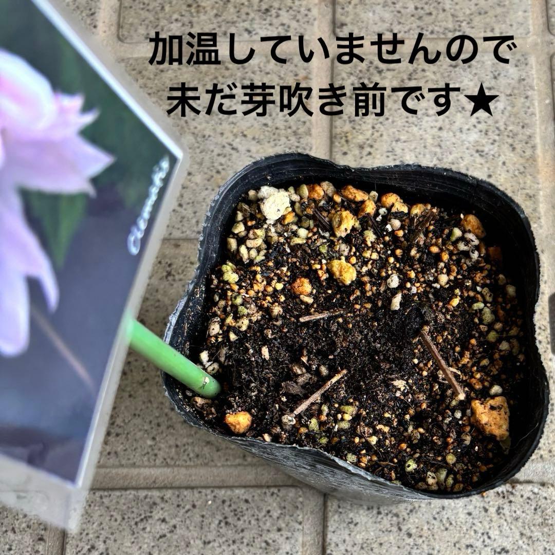 クレマチス 苗 プロペル 宿根草 ♡激レア♡ 花苗 花壇 - メルカリ