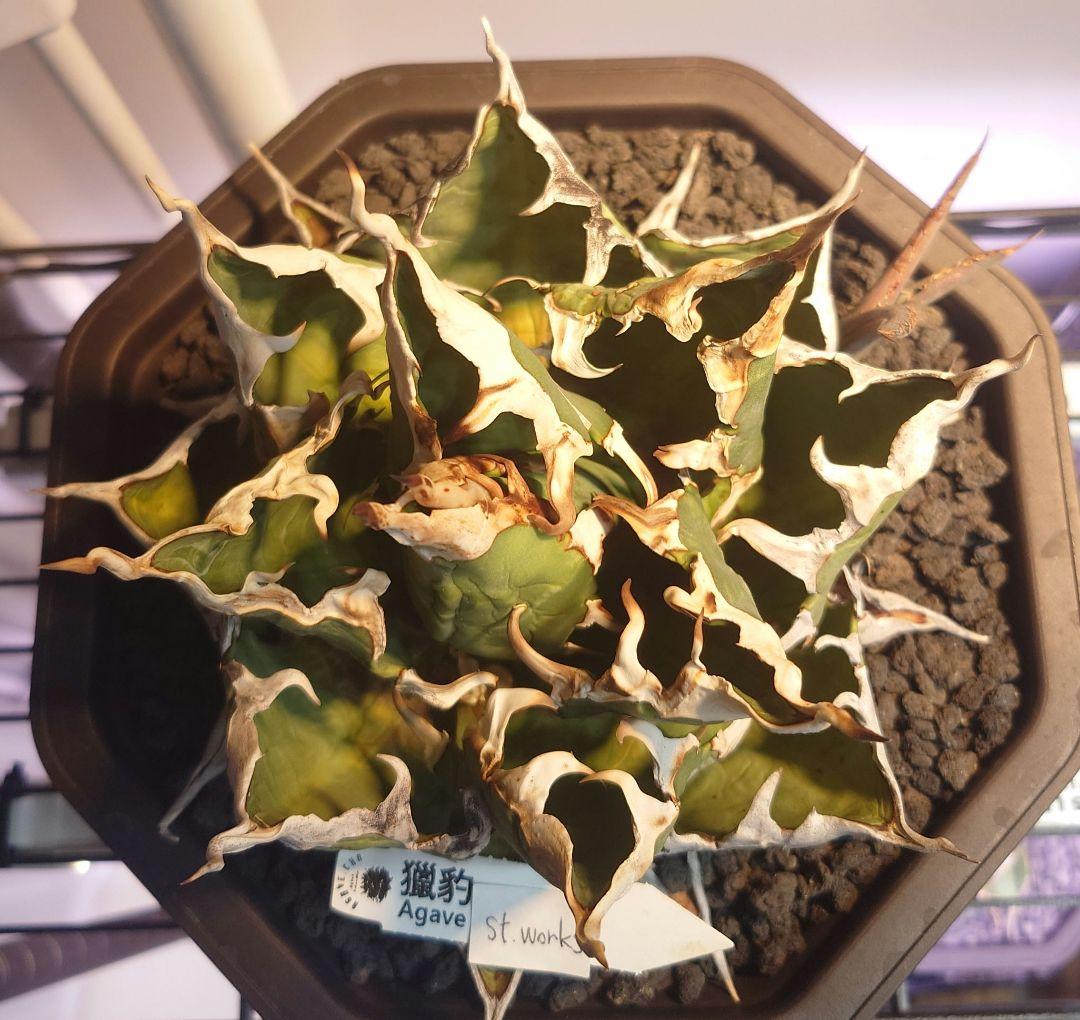 Agave titanota【猟豹】親株販売 - メルカリ