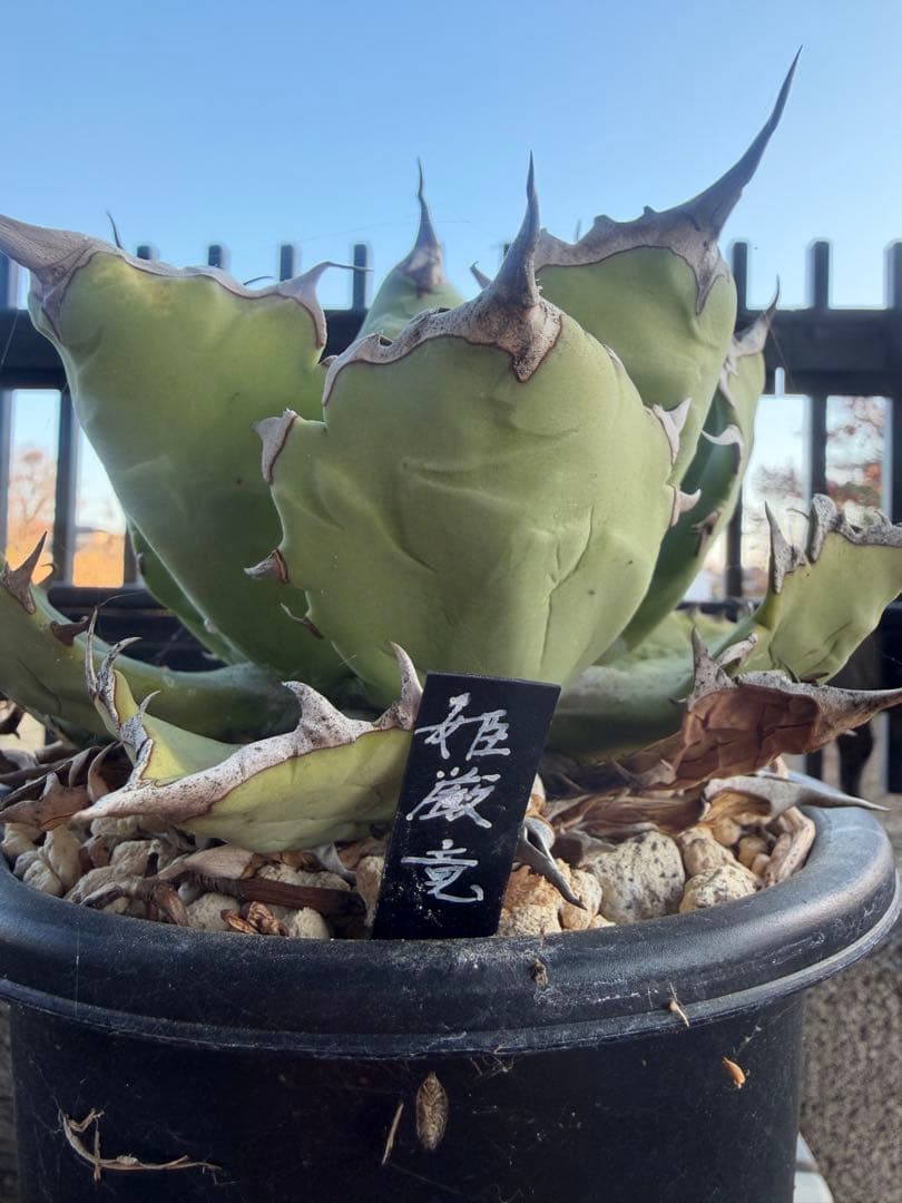 姫厳竜 観葉植物　アガベ　チタノタ　白鯨 植物図鑑】アガベ チタノタ（ティタノータ） 白鯨とは？希少な美しさを