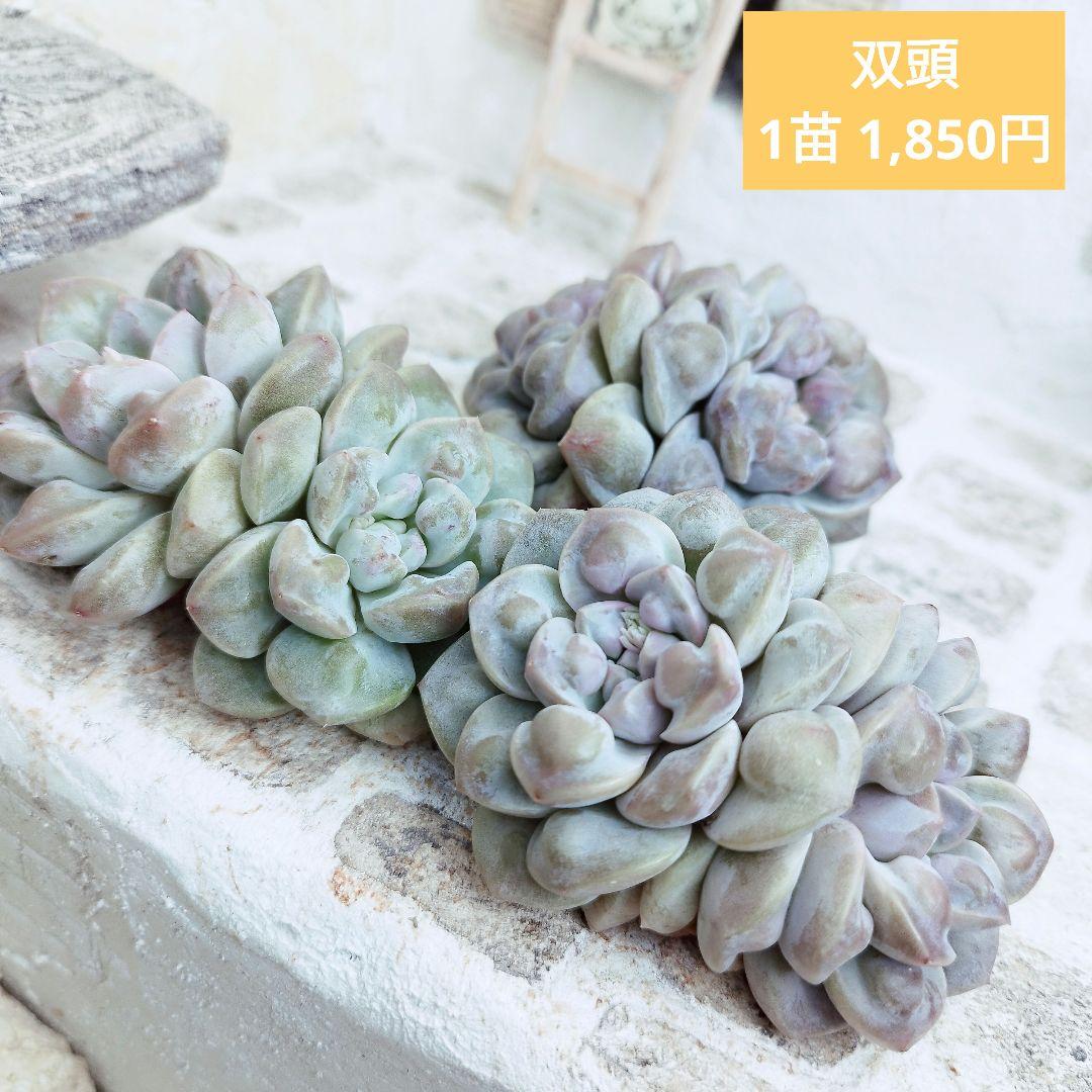 デーモンレルム(双頭)◎多肉植物 カット苗 韓国苗 エケベリア等 - メルカリ