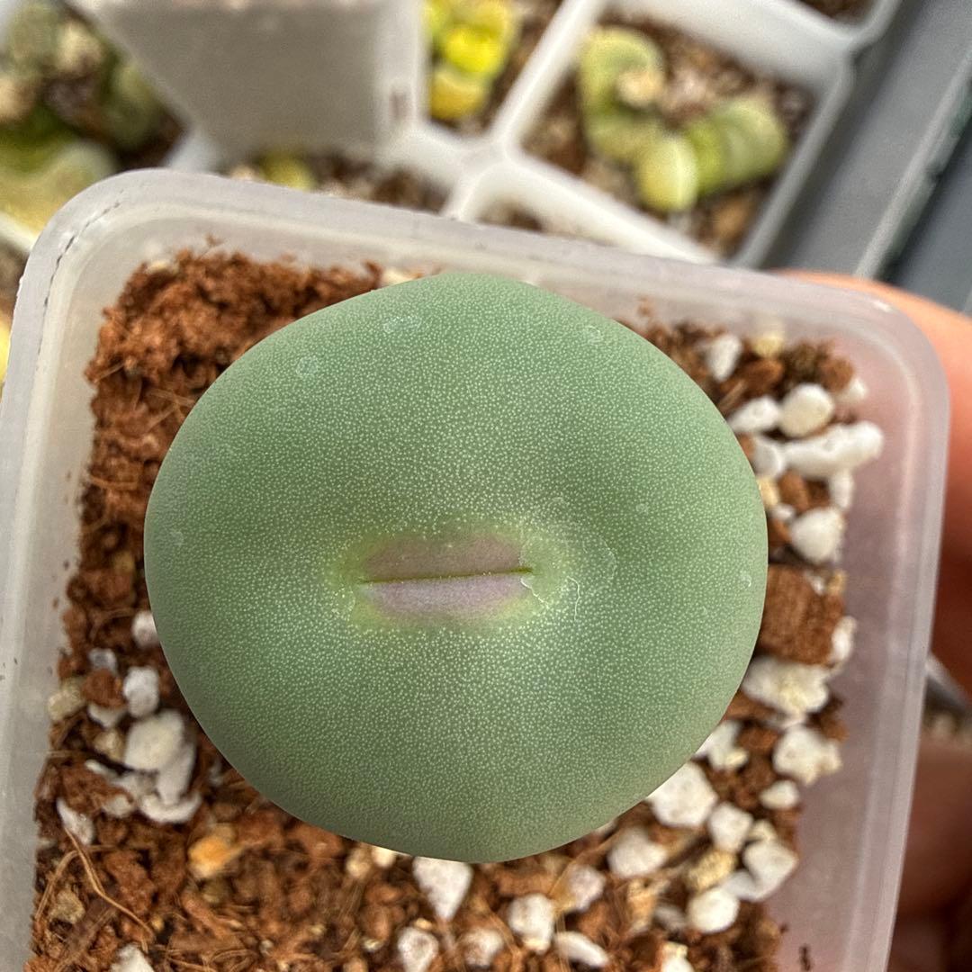多肉植物 コノフィツム pageae 小姓 大型種 - メルカリ