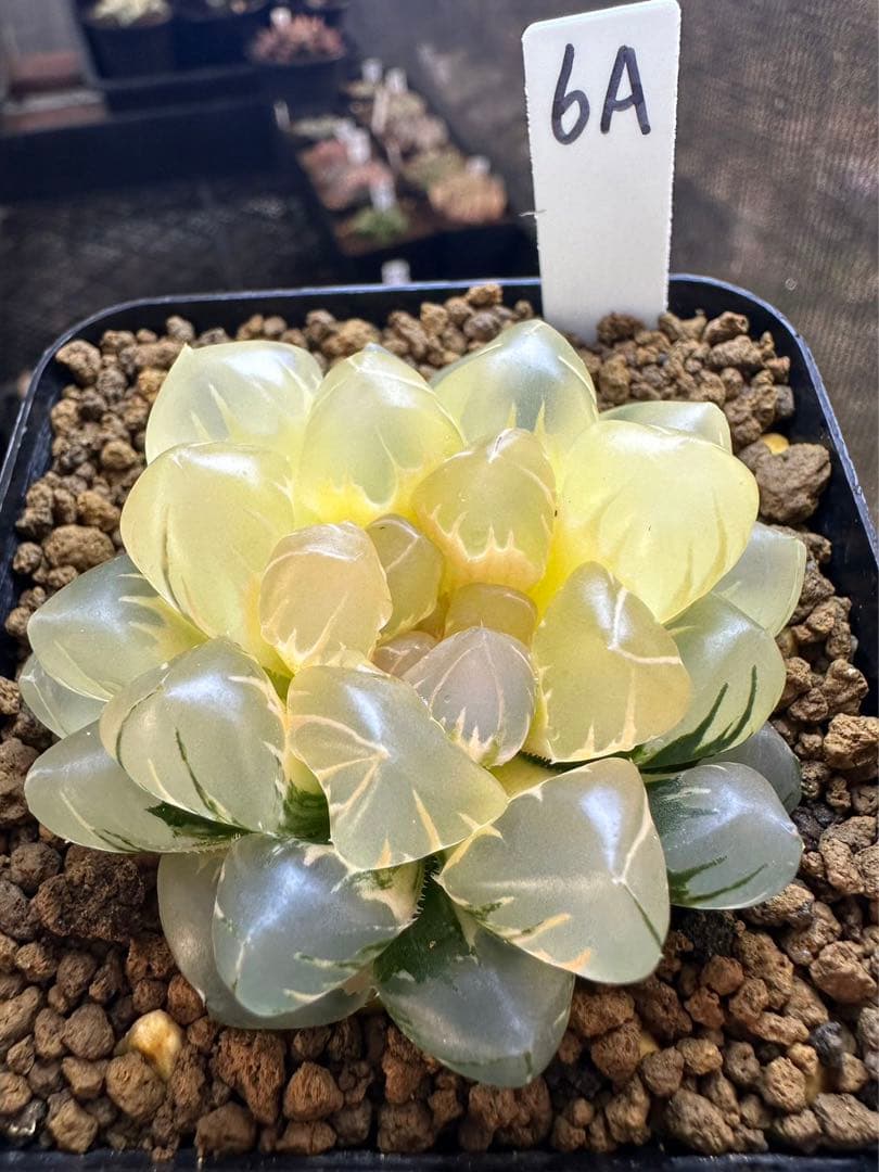 6A ハオルチア 多肉植物 水中月オブツーサ錦糊斑 自家繁殖 - メルカリ