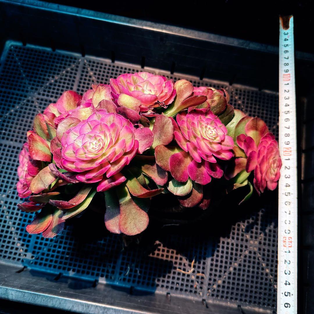 新入荷 超レア新品種 アエオニウム 紅豆錦(ブーケ群生) 法師錦 超大品