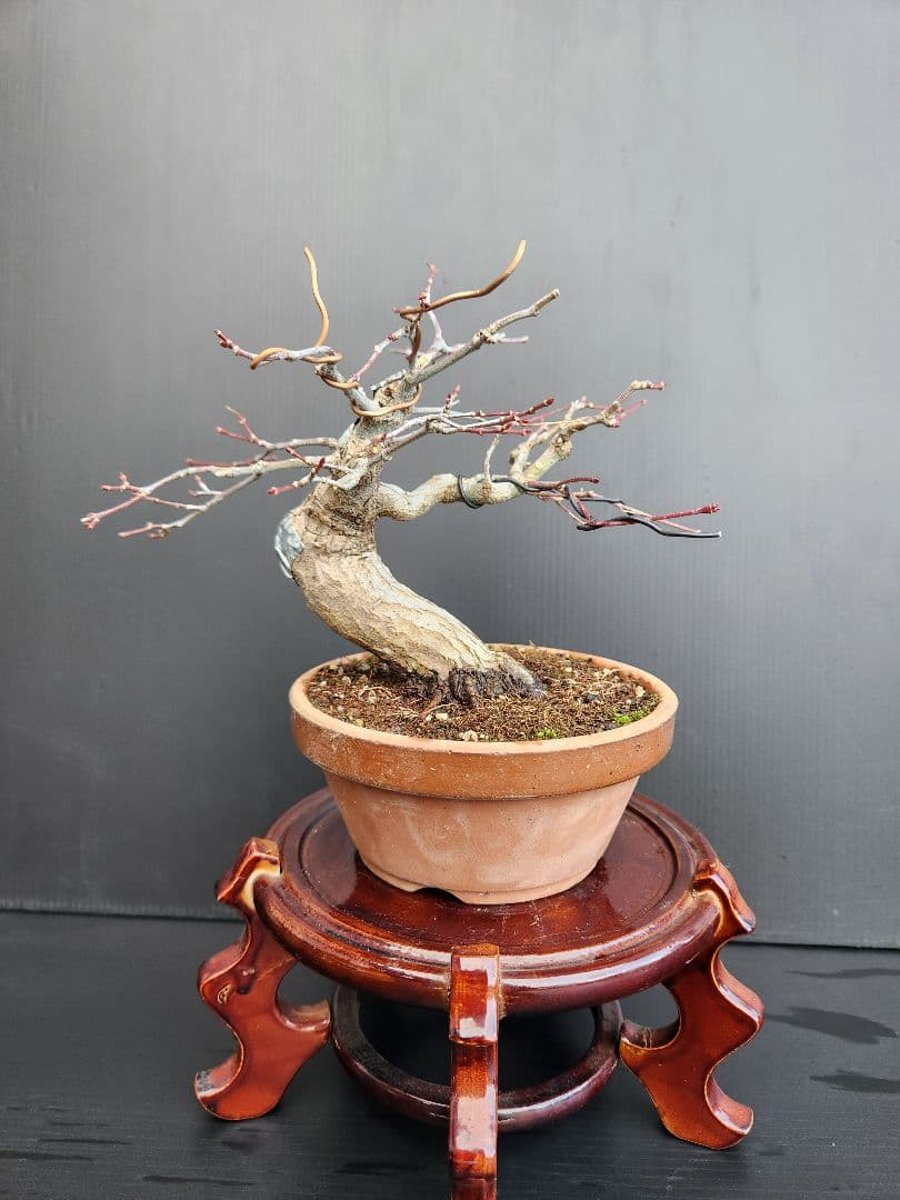 紅葉 もみじ 紅葉盆栽 もみじ盆栽 楓 カエデ haniwa-bonsai_412-222800-03