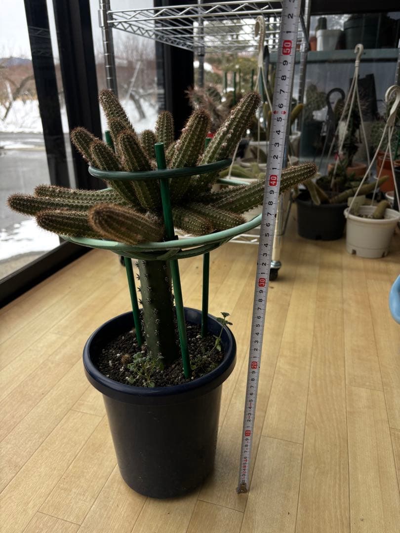 つぼみ付き】多肉植物 花サボテン 白檀 トゥルーディ （袖ヶ浦接ぎ木