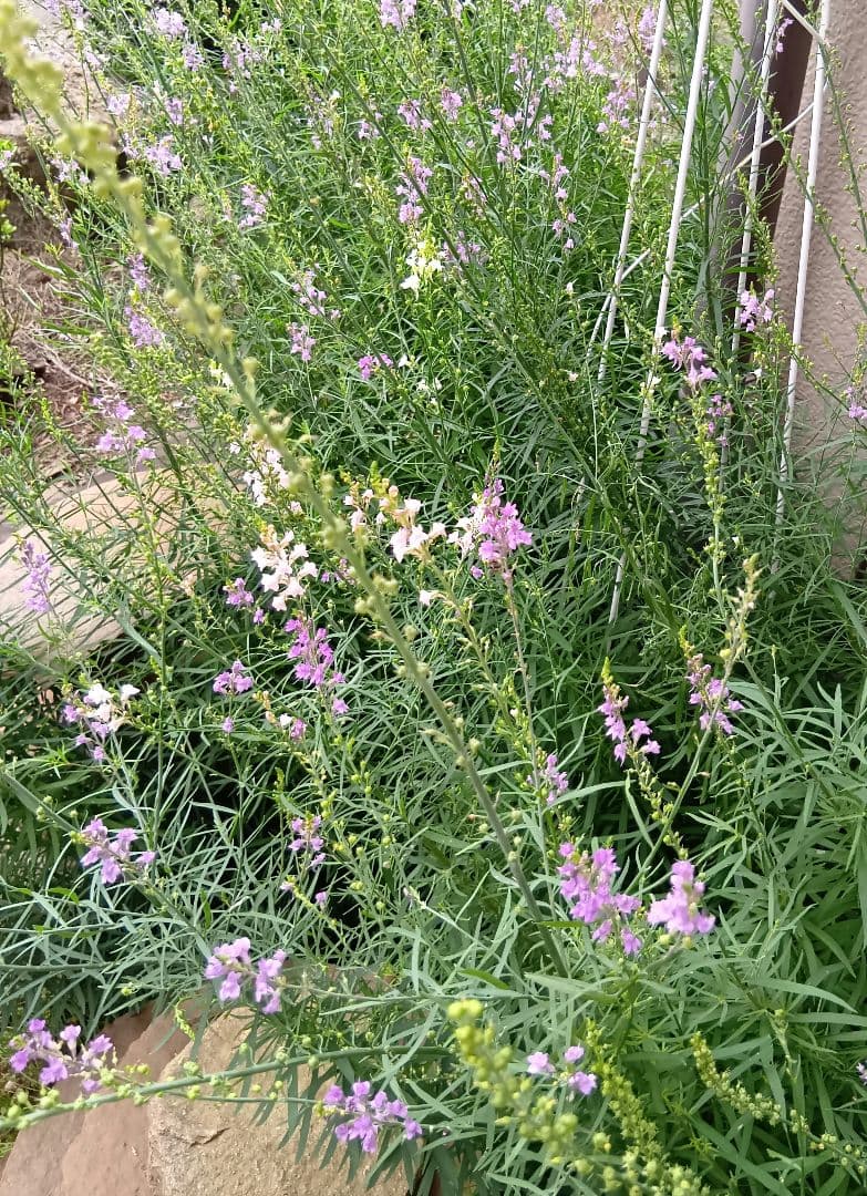 宿根リナリア　紫　ピンク　白　黄色　Mix　苗　宿根草　多年草　姫金魚草　抜き苗 リナリア（姫金魚草）の育て方・栽培方法 | LOVEGREEN(ラブグリーン)