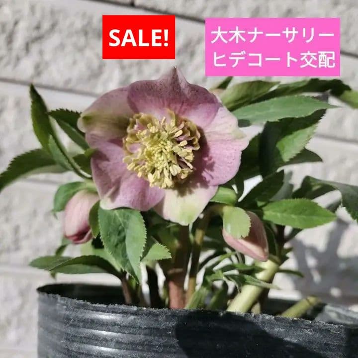クリスマスローズ sdヒデコート 原種 交配 大木ナーサリー 宿根 バラ
