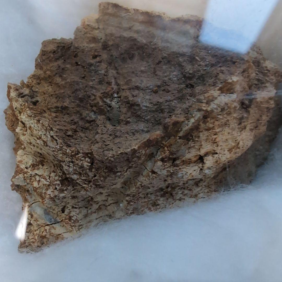 本物 トリケラトプス フリル化石 ラベルケース付き - メルカリ