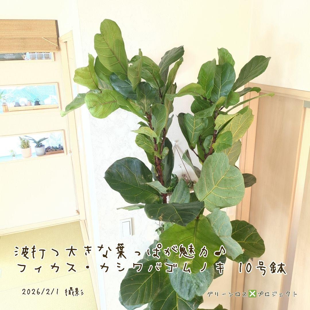 高橋涼介LOVE様専用⚠群馬県】フィカス・カシワバゴムノキ10号鉢