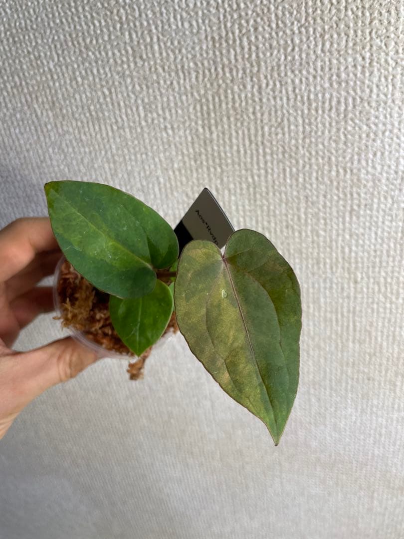 Anthurium AOS✖️RVDP斑入り - メルカリ
