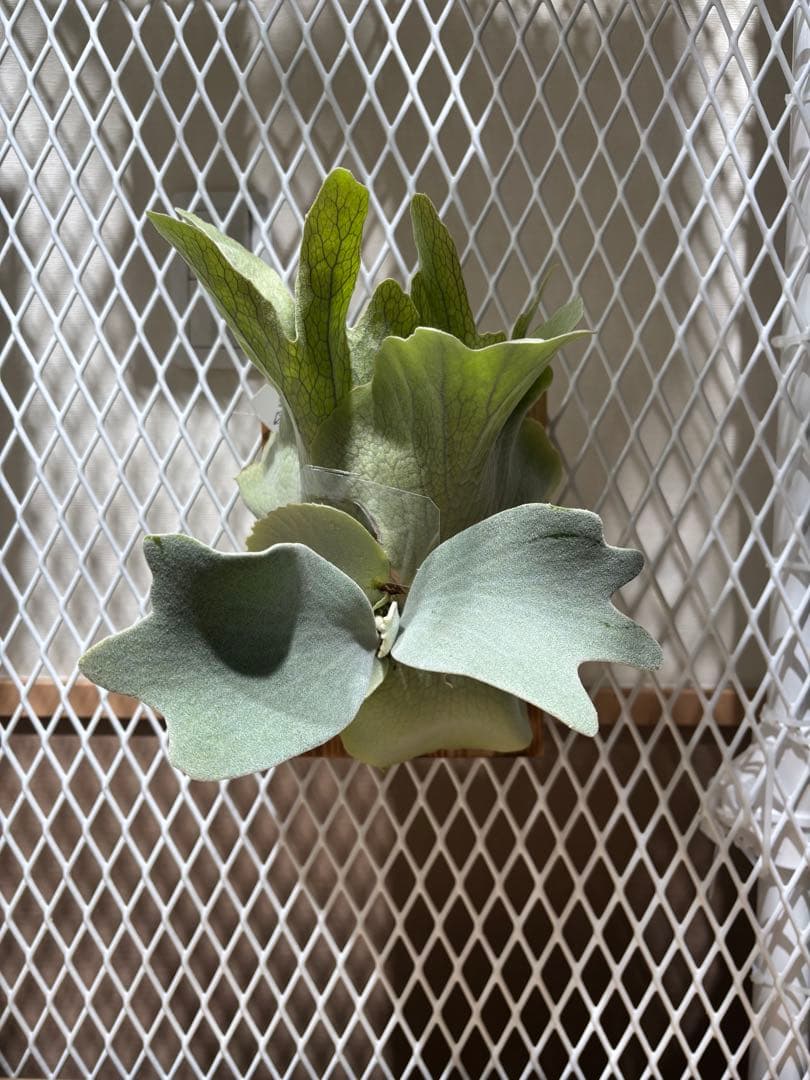 P. Unicorn,P. willinckii Watchara 親株 P.willinckii Unicorn × P.willinckii Watchara Sporelings