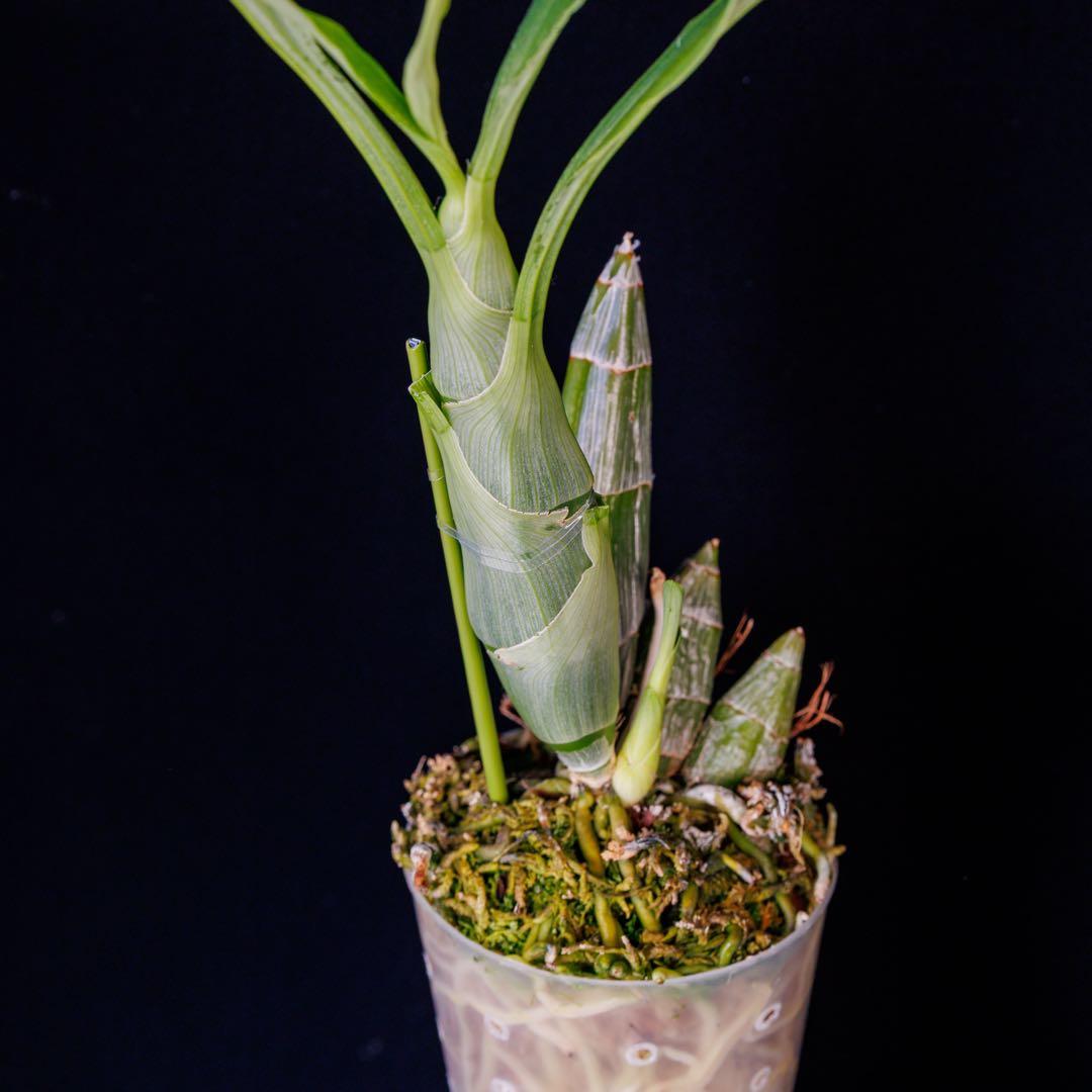 SVO 実生 タケノコ蘭 カタセタム Clowesetum - メルカリ