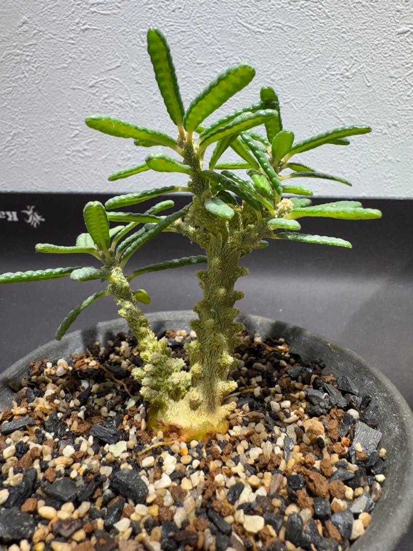 Dorstenia gigas f. bullata 