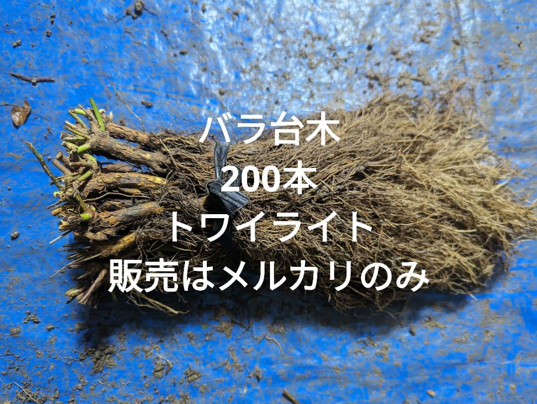 バラ台木　200本 ROSE NURSERY MIZUTANI 有限会社水谷農園｜薔薇苗の生産業者販売サイト