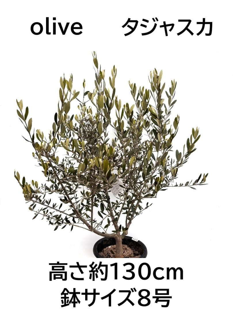 オリーブの木　タジャスカ　8号　約130cm　K-322　現品掲載 オリーブの木 タジャスカ 8号 約130cm K-322 現品掲載 - メルカリ