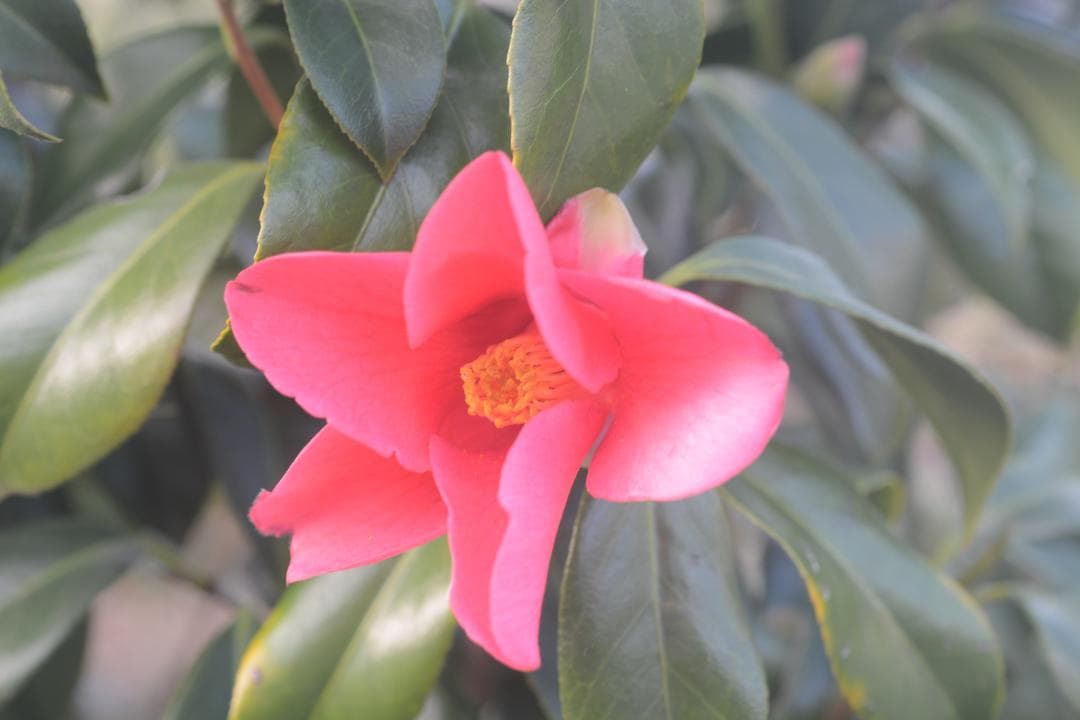 紅菊月 べにきくづき 椿 紅菊月 べにきくづき 椿