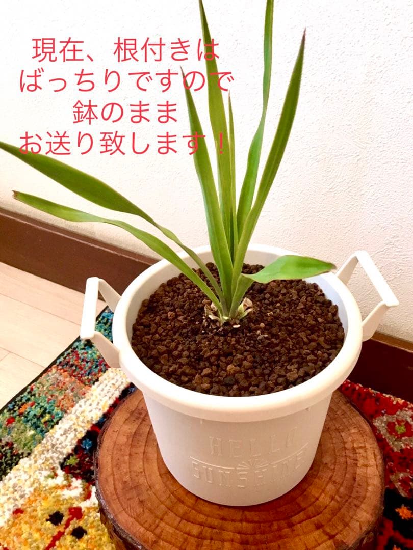 完売 縁起木/完全野生化！ユッカグロリオサ/アツバキミガヨラン