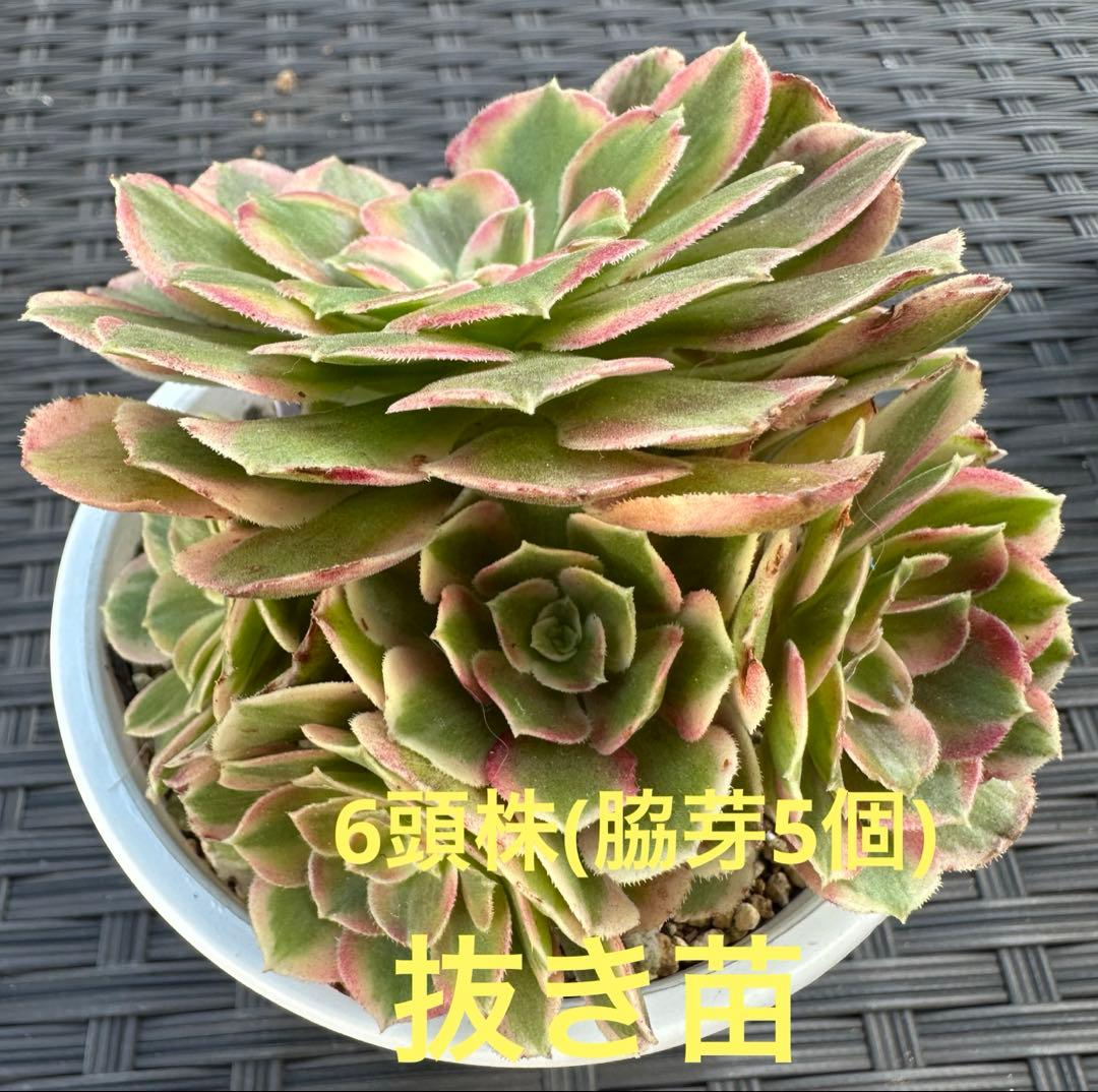 断*K様 アエオニウム ピーコックフェザー錦③⭐️お買い得 - メルカリ