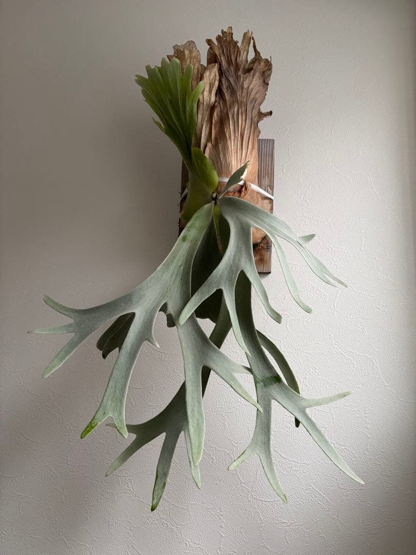 P. willinckii 'White Dress' 大株 現品 ビカクシダ P.willinckii 'White Dress' 楽しみな貯水ターン😋 王冠が早く見たいな