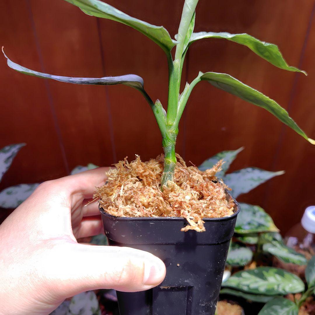 柳緑花紅 Aglaonema pictum - メルカリ