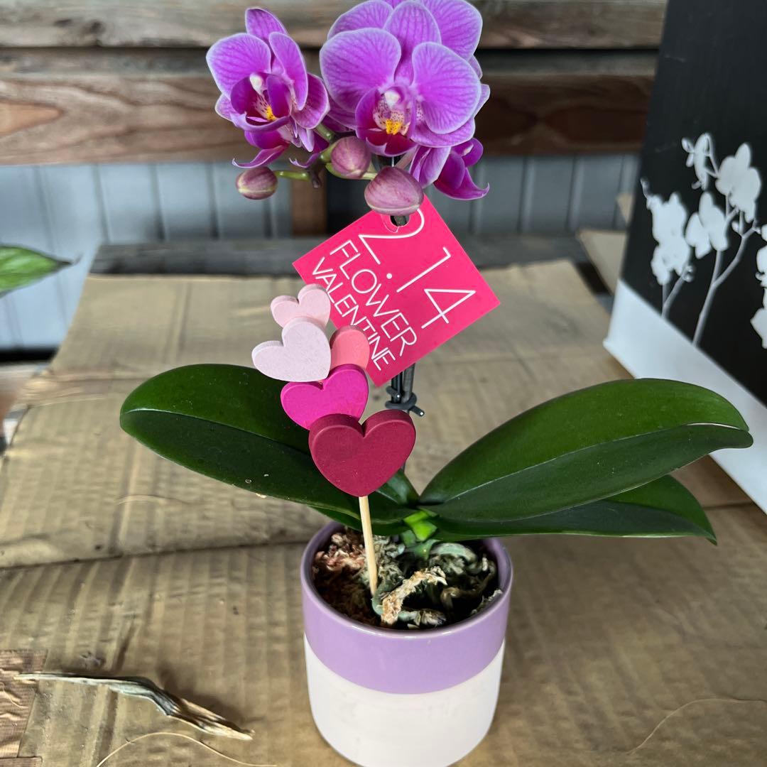 phal ミニ胡蝶蘭 8鉢セット - メルカリ