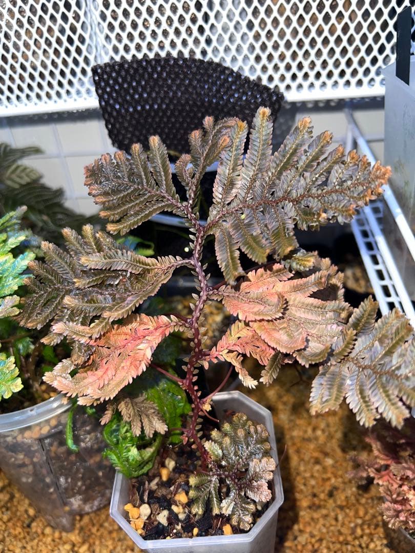 Selaginella sp. 'Purple' from Sarawak