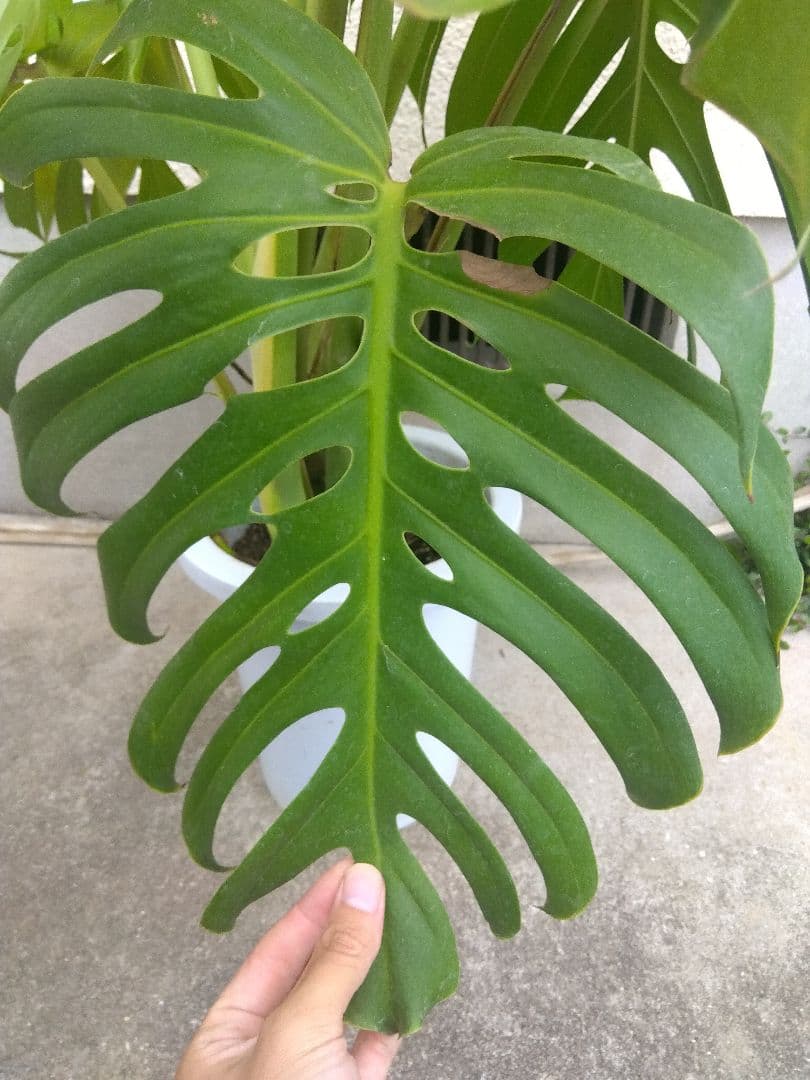 モンステラデリシオーサ8号鉢つき2株植え❗深穴あき❗大型種❗