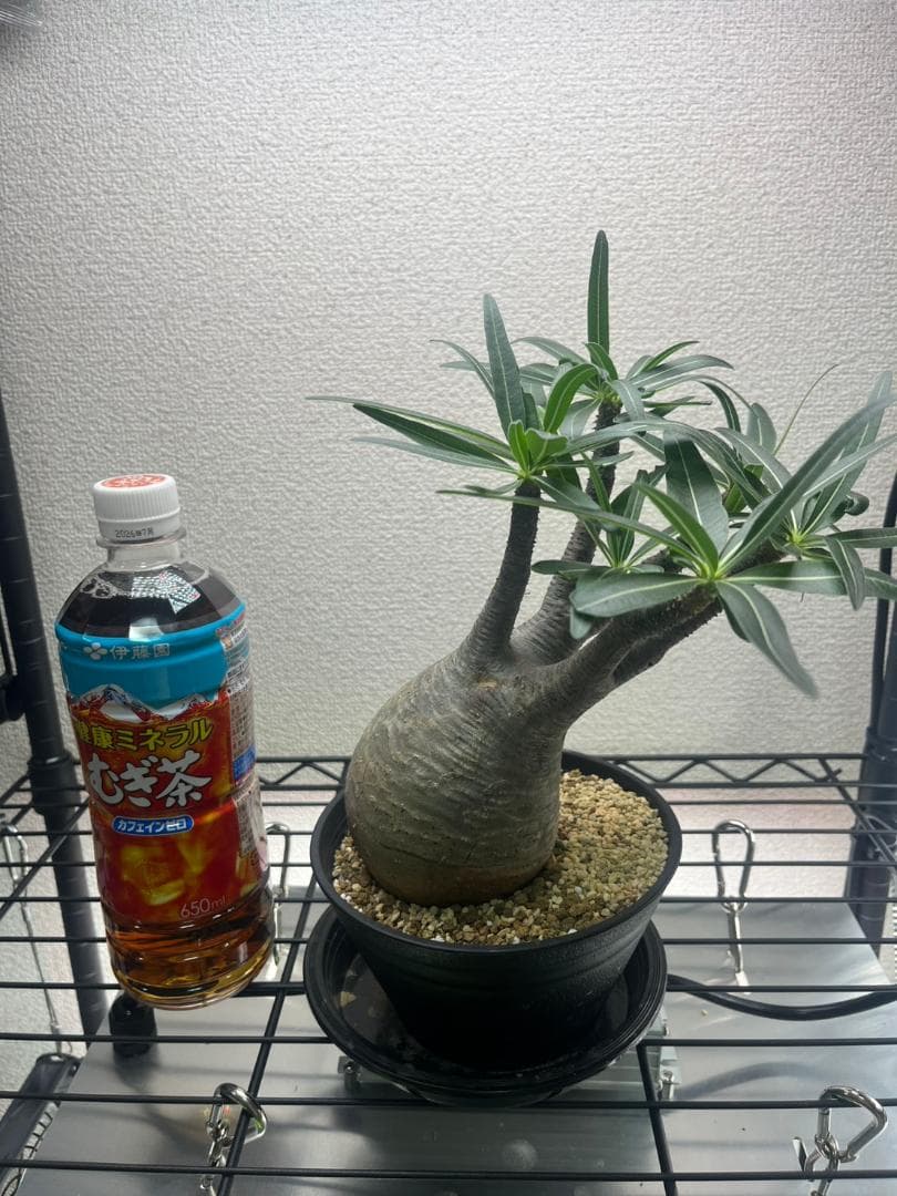 パキポディウム グラキリス 現地株 M 多肉植物）一点物 パキポディウム グラキリス 現地株 発根確認済み 3