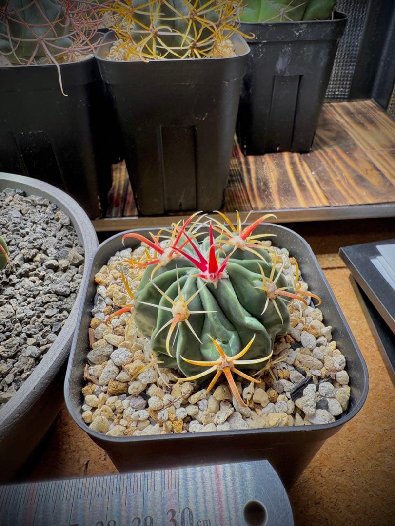フェロカクタス 赤城（あかぎ） サボテン 大株 小株セット www.cosaga.com