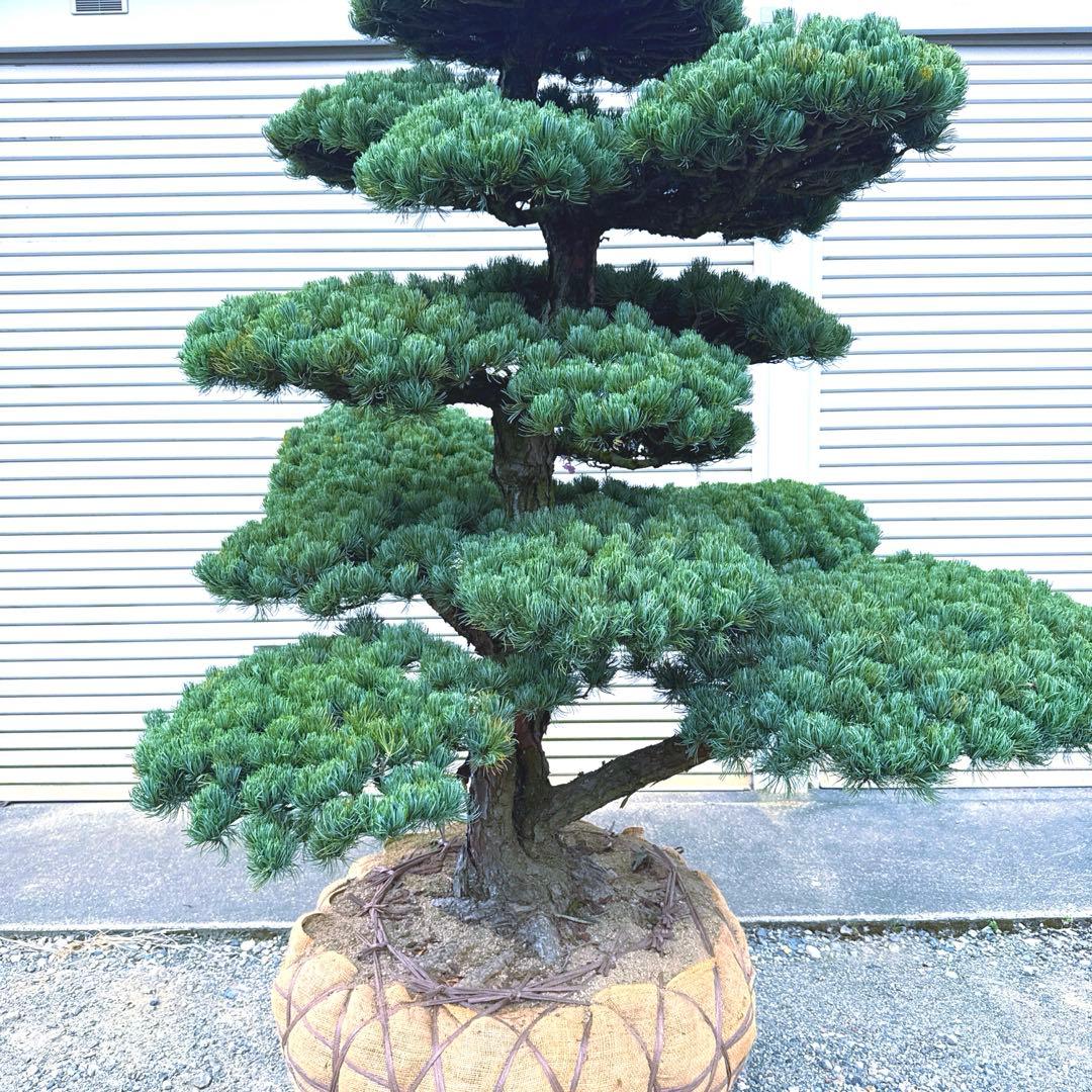 五葉松『特大』引き取り又は近畿地方のみ配達可能。その他地方要相談