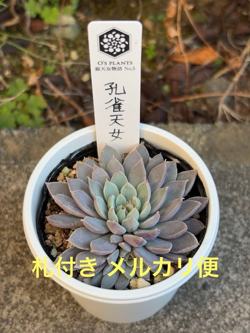 新作 O's PLANTSさん苗 銀天女物語 孔雀天女 札付き 多肉植物 - メルカリ