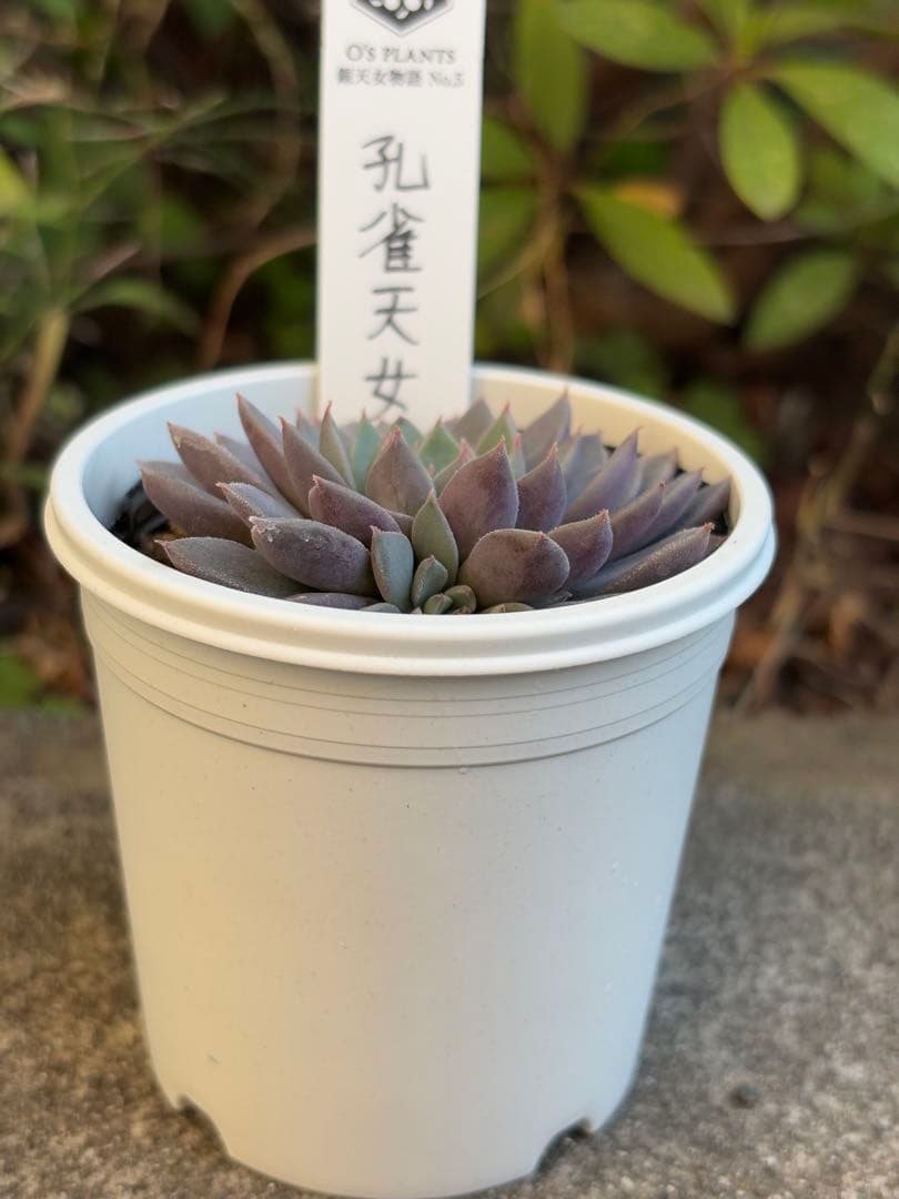 新作 O's PLANTSさん苗 銀天女物語 孔雀天女 札付き 多肉植物 - メルカリ