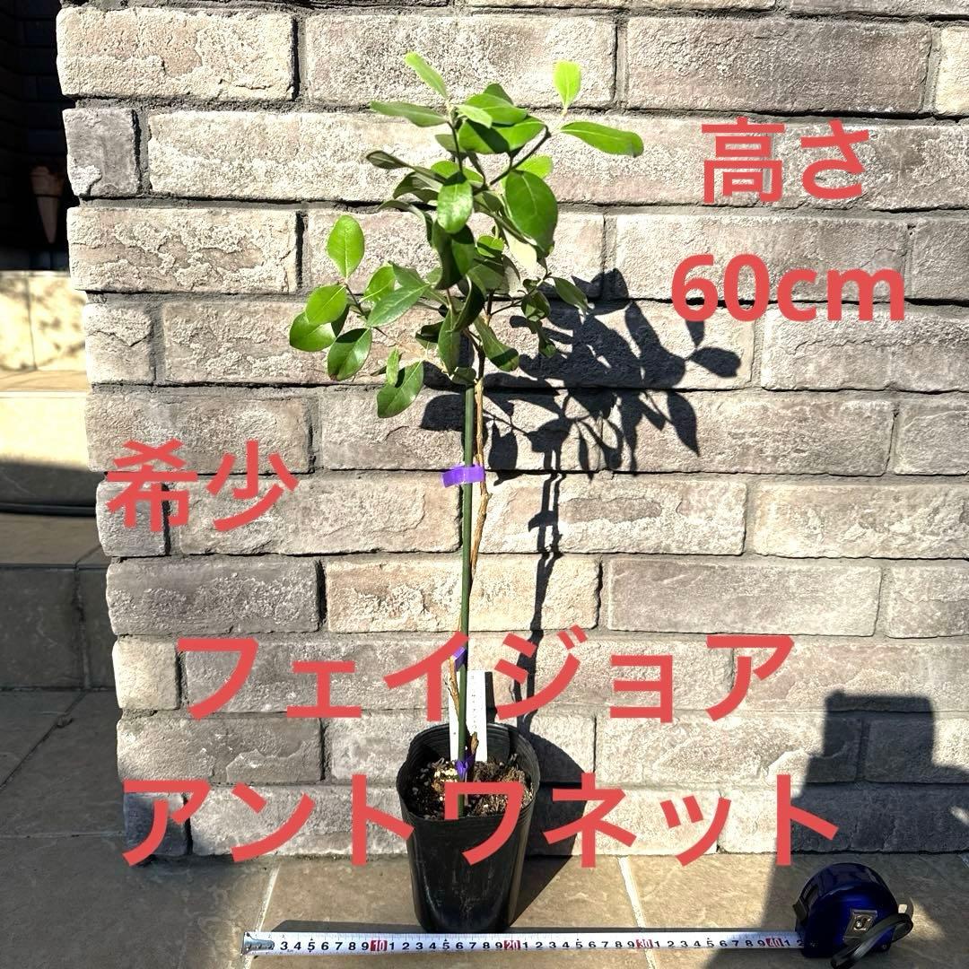 10 希少 レア フェイジョア アントワネット 挿し木苗 高さ60㌢程 証票