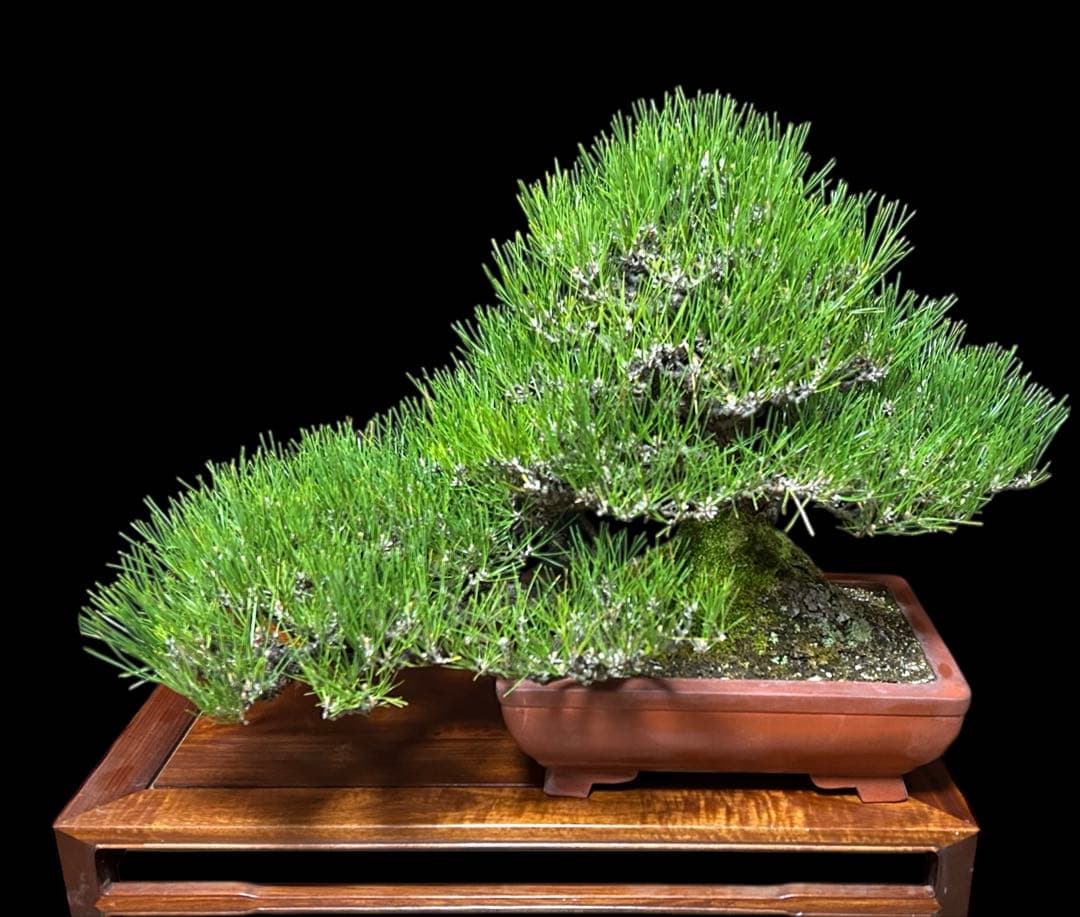 盆栽屋大和】黒松 大品盆栽 樹齢約120年 取りに来れる方大
