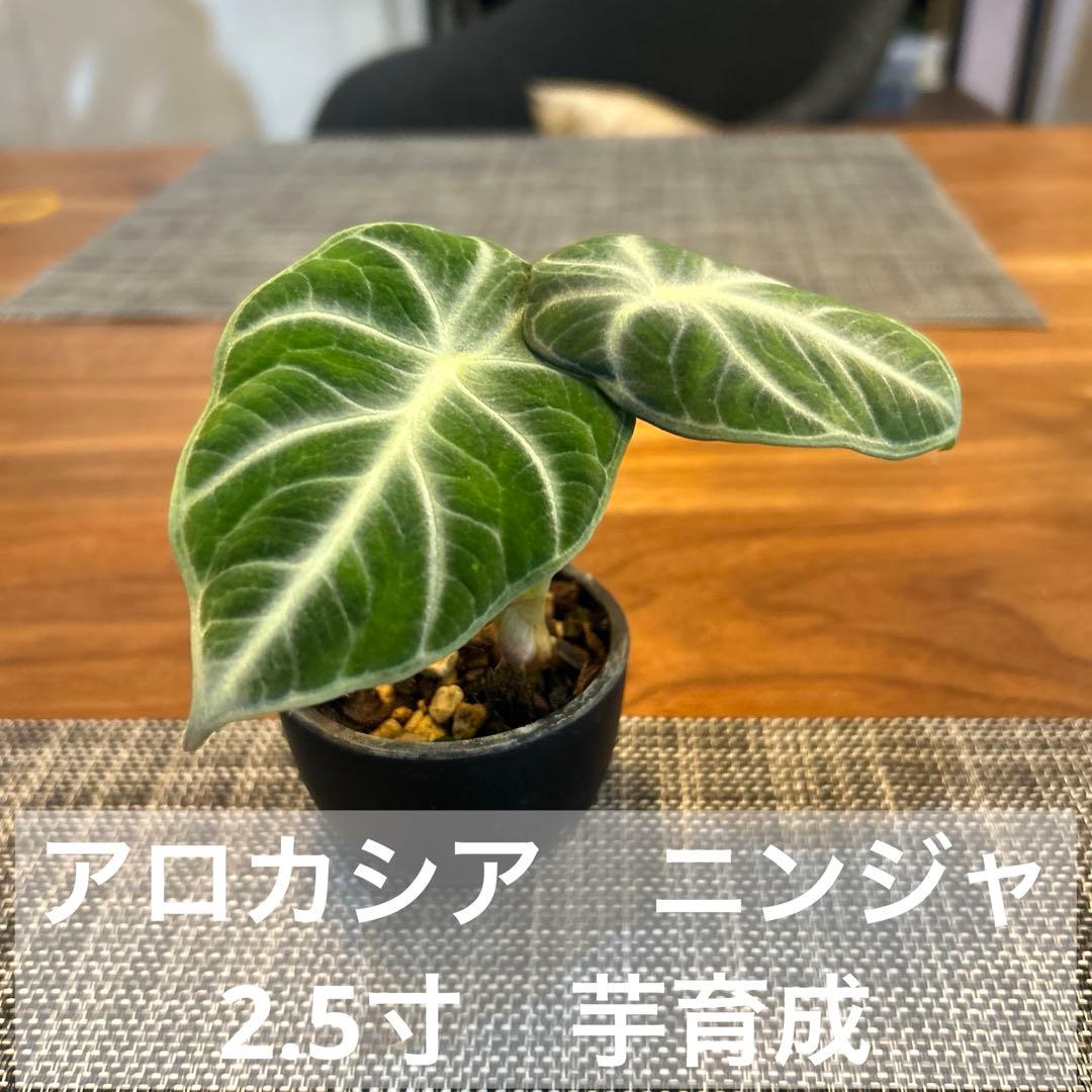 アロカシア ニンジャ 2.5寸 芋育成 - メルカリ