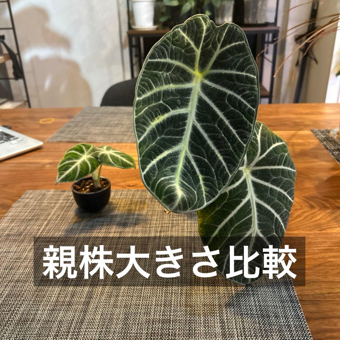 アロカシア ニンジャ 2.5寸 芋育成 - メルカリ